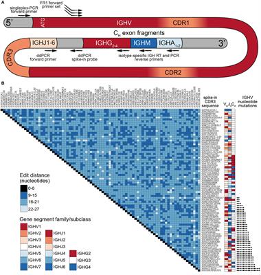 Synthetic Standards Combined With Error and Bias Correction Improve the Accuracy and Quantitative Resolution of Antibody Repertoire Sequencing in Human Naïve and Memory B Cells